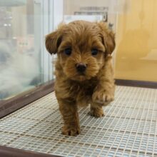 あたちの愛は重量級！？ミックス犬ちゃん(トイプードル×マルチーズ)