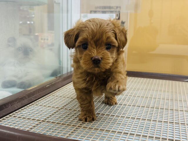 あたちの愛は重量級！？ミックス犬ちゃん(トイプードル×マルチーズ)