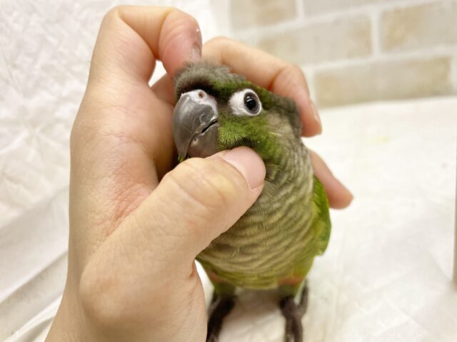 ホオミドリウロコインコ