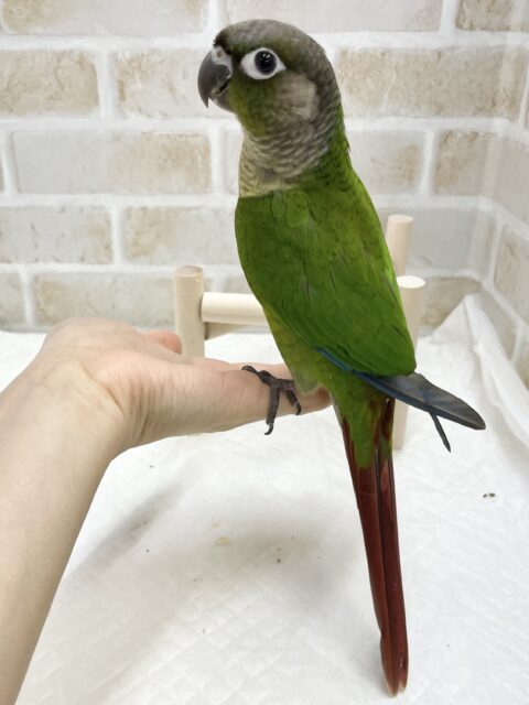 ホオミドリウロコインコ