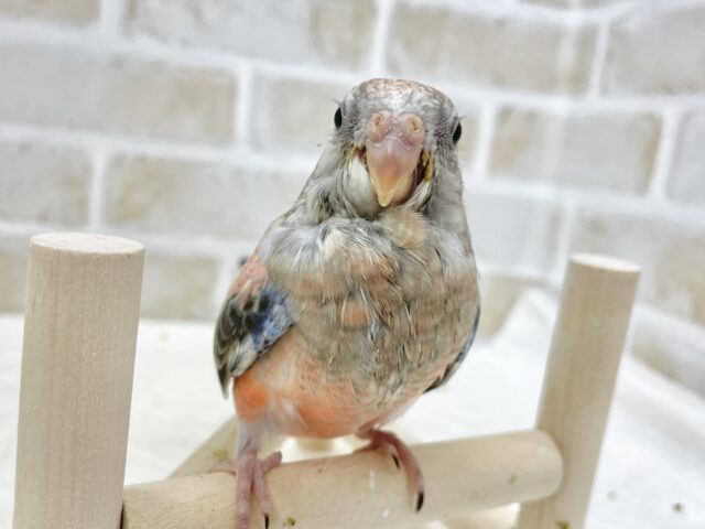 アキクサインコ（秋草インコ）