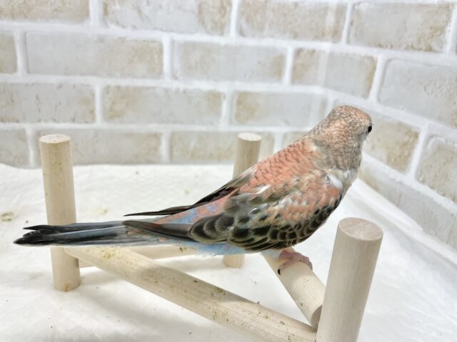アキクサインコ（秋草インコ）
