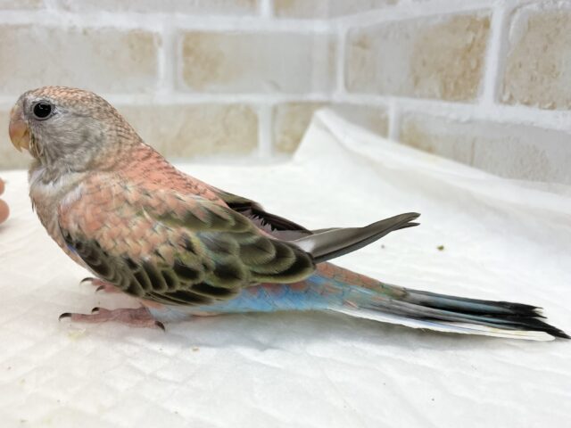 アキクサインコ（秋草インコ）