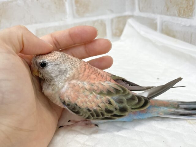 アキクサインコ（秋草インコ）