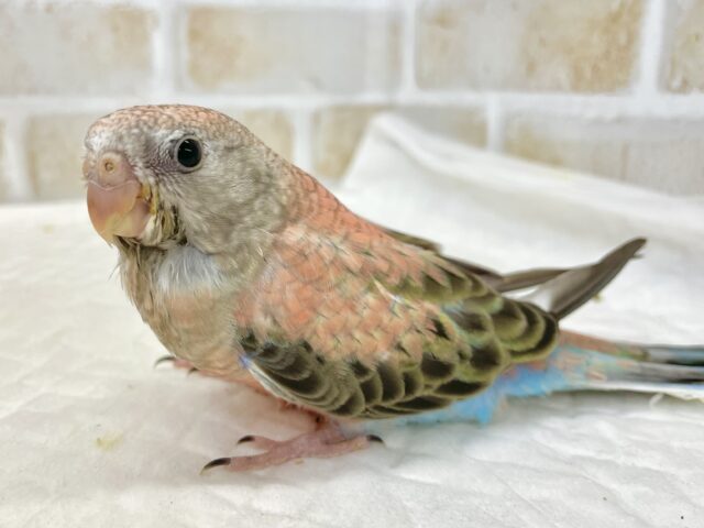 最新画像あり⭐️ラブリーピンクちゃん🩷🩶アキクサインコ（ローズ）