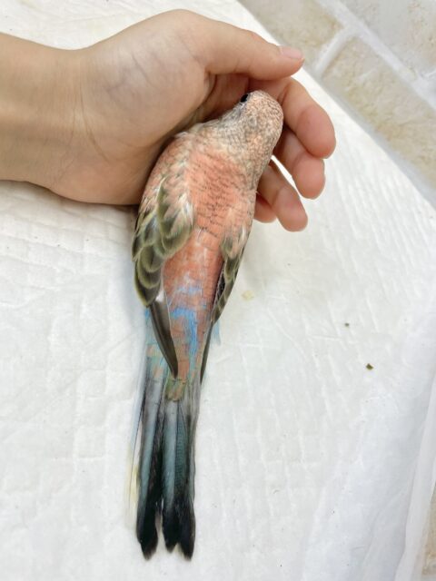 送料無料】 セキセイインコのアートリース vol.2 ☆アーティ