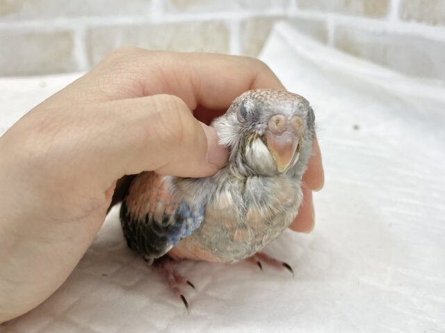 アキクサインコ（秋草インコ）