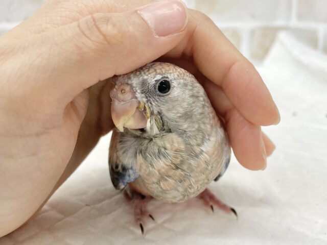 アキクサインコ（秋草インコ）