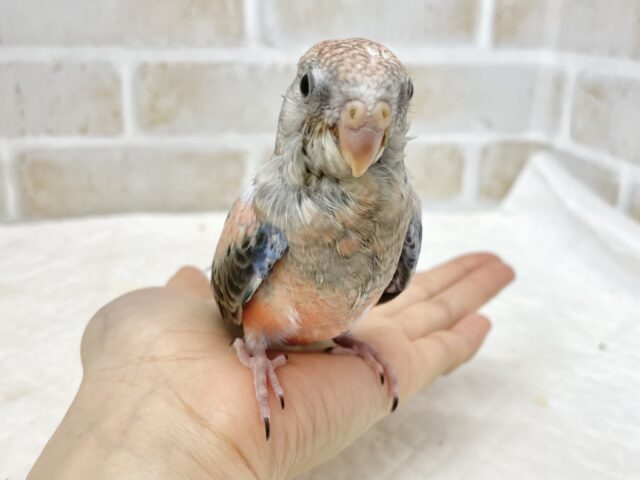 アキクサインコ（秋草インコ）