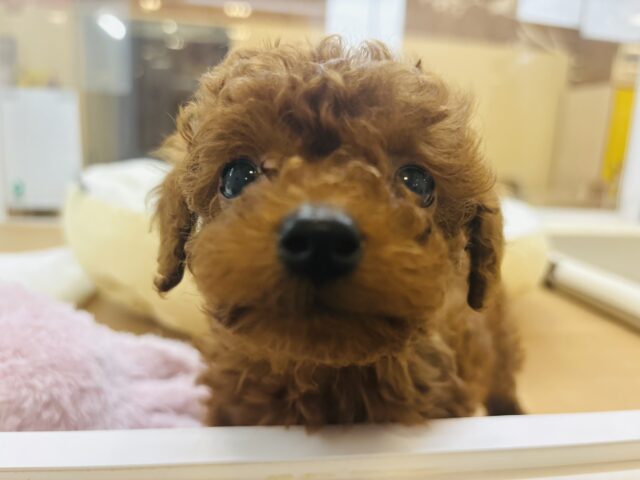 トイプードル