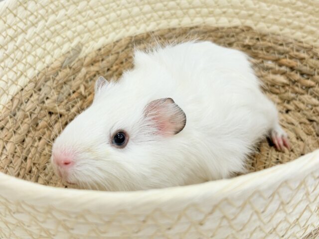 アビシニアンモルモット