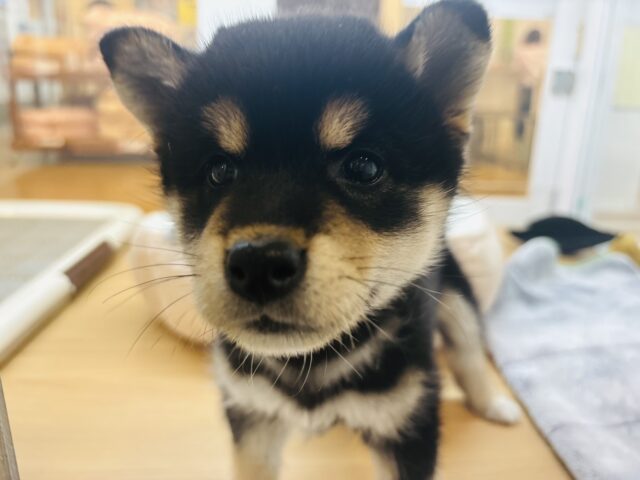 柴犬