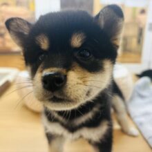 お手な〜んて朝メシ前♡柴犬ちゃん！