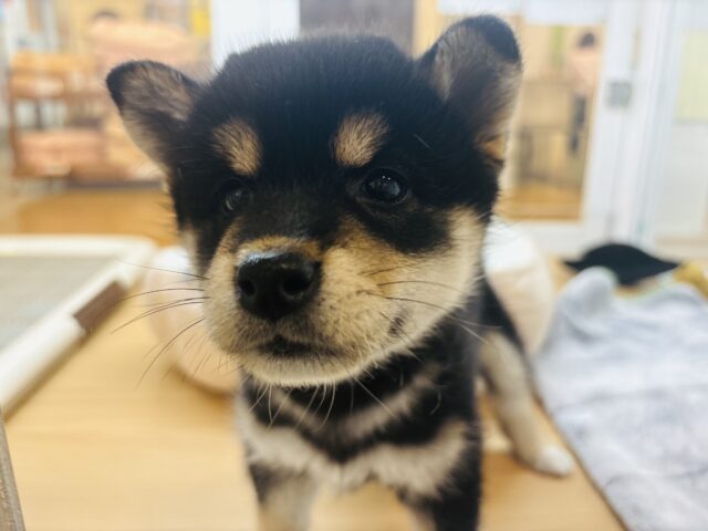 お手な〜んて朝メシ前♡柴犬ちゃん！