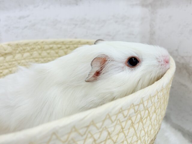 アビシニアンモルモット