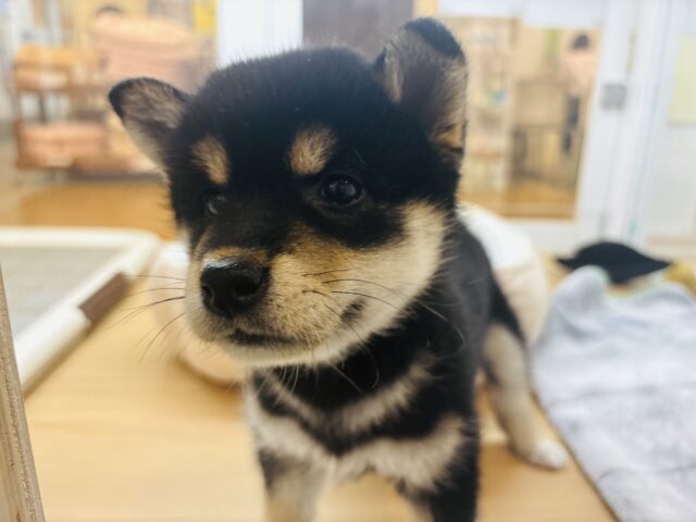 柴犬