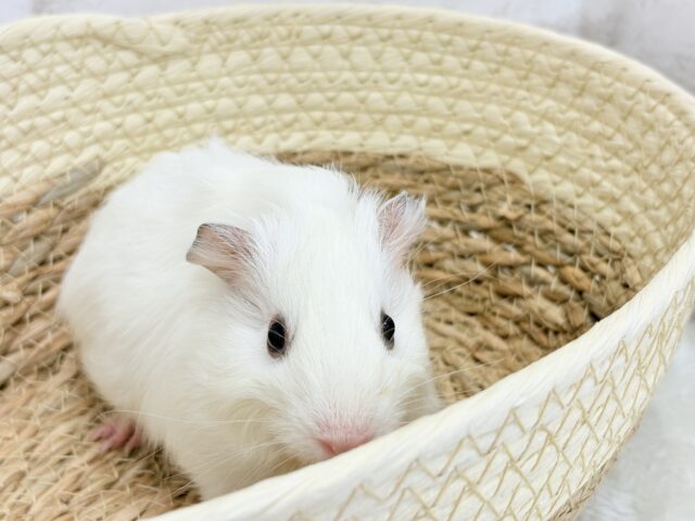 アビシニアンモルモット