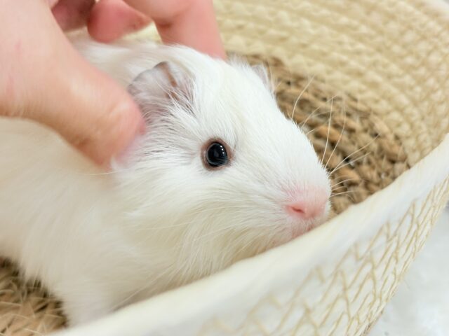 アビシニアンモルモット