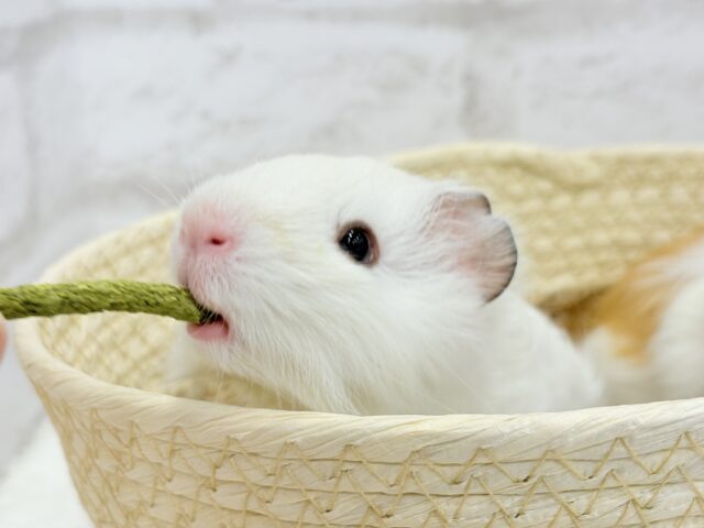 アビシニアンモルモット