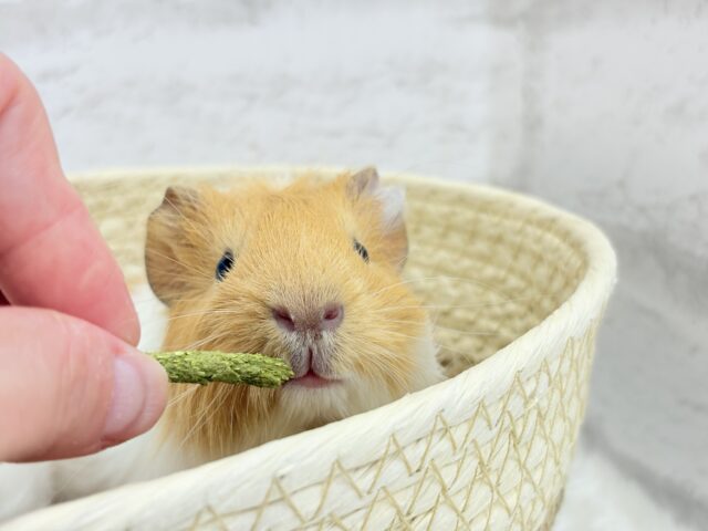 アビシニアンモルモット