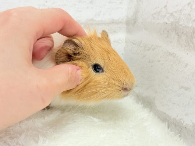 アビシニアンモルモット