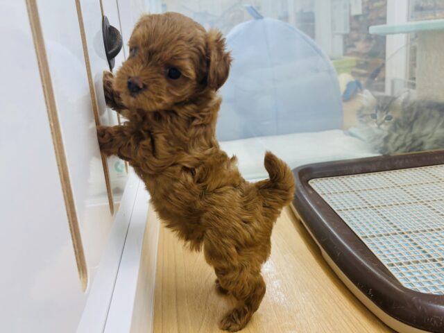 マルプー