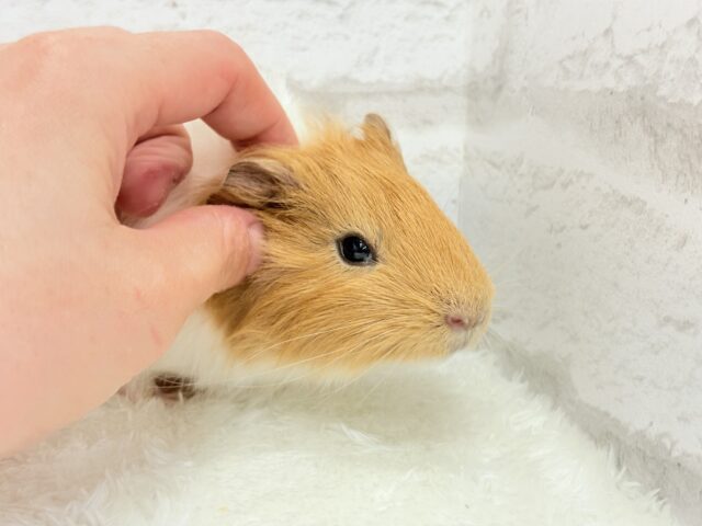 アビシニアンモルモット