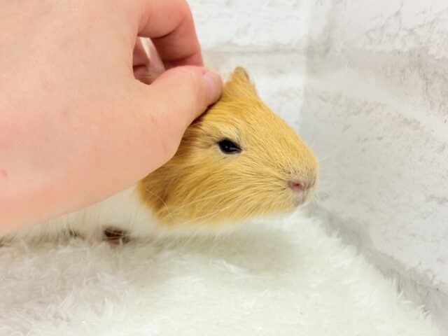 アビシニアンモルモット