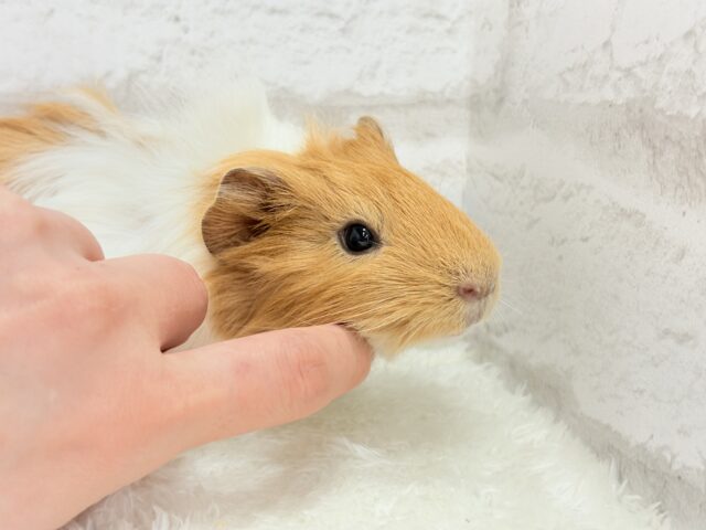 アビシニアンモルモット