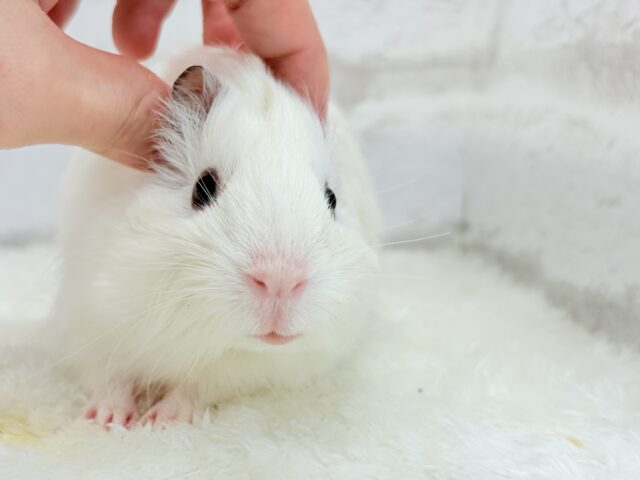 アビシニアンモルモット