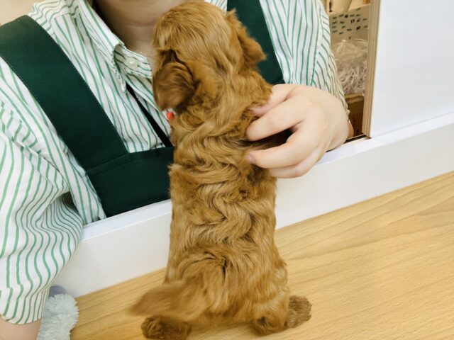 マルプー
