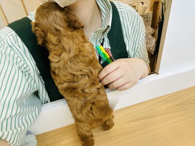 マルプー