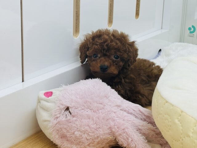 トイプードル