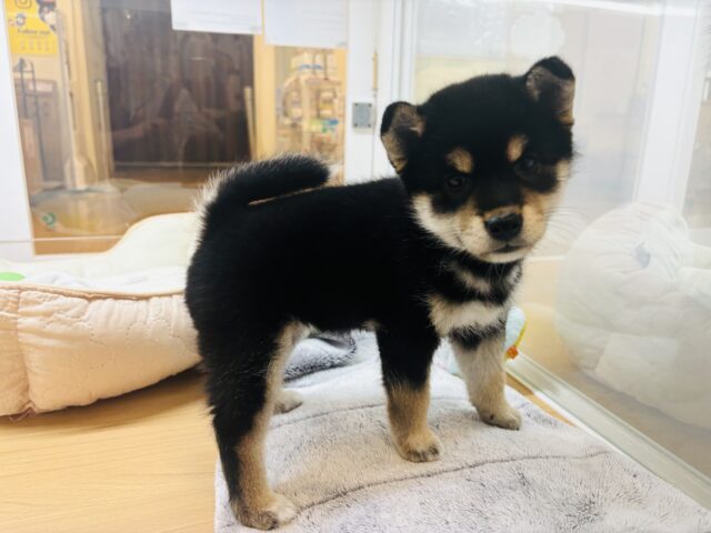 柴犬