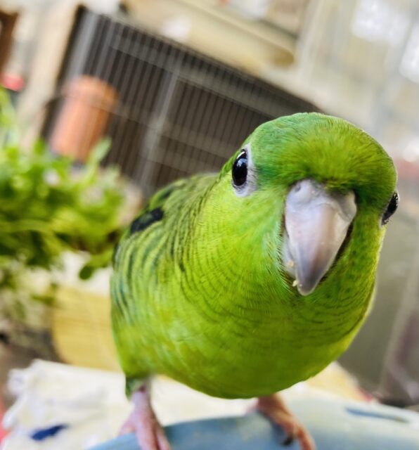 サザナミインコ