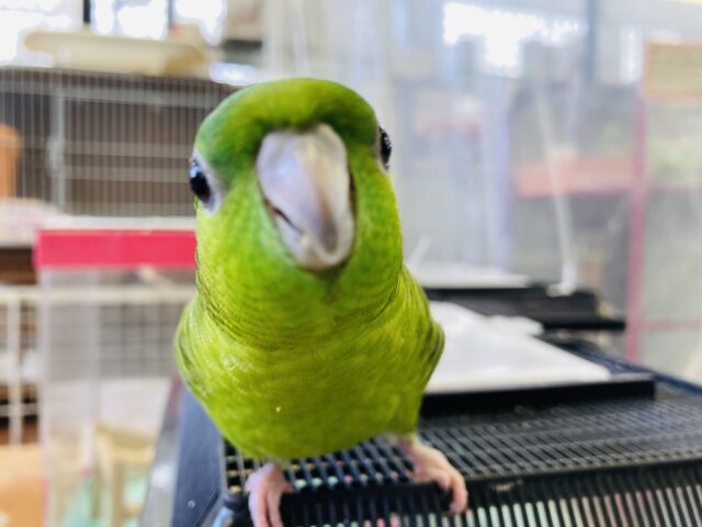 サザナミインコ