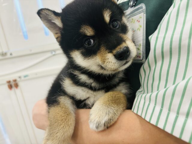 柴犬