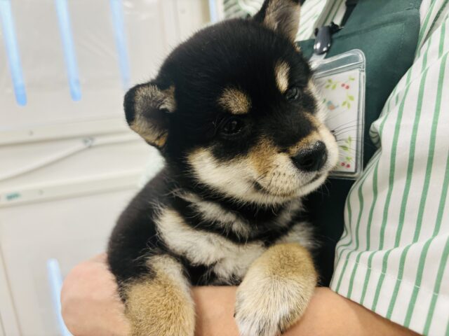 柴犬
