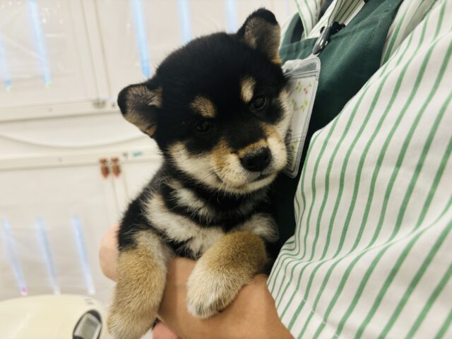 柴犬