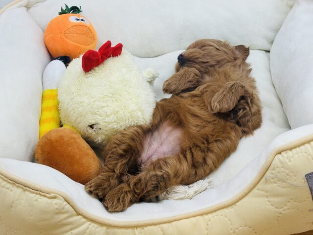 マルプー