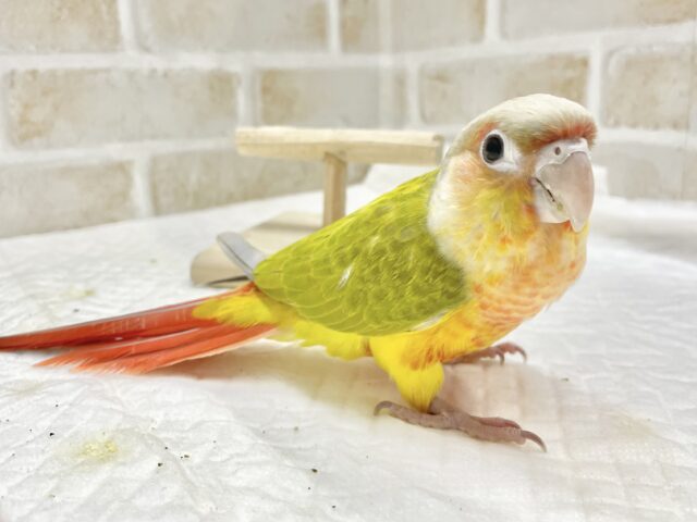 ホオミドリウロコインコ