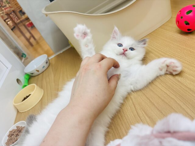 ラグドール