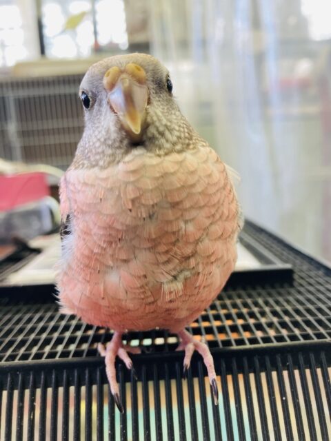 アキクサインコ（秋草インコ）