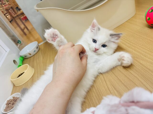 ラグドール