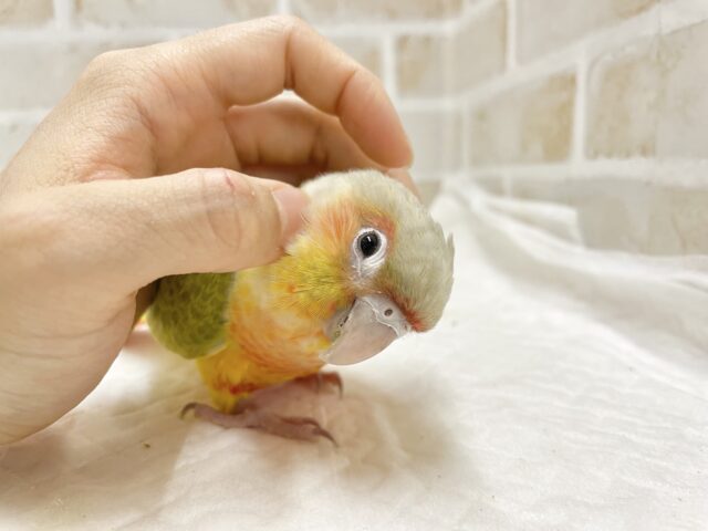 ホオミドリウロコインコ
