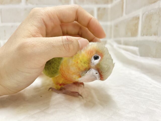 ホオミドリウロコインコ