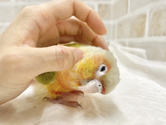 ホオミドリウロコインコ