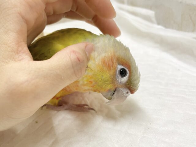 ホオミドリウロコインコ