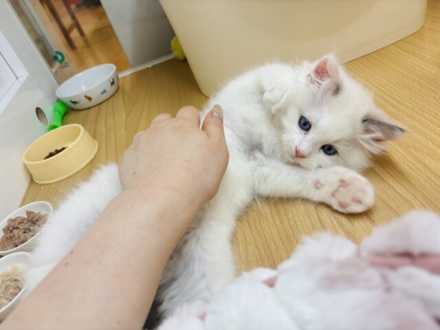 ラグドール