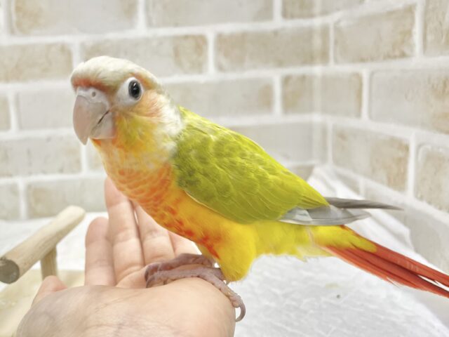 ホオミドリウロコインコ